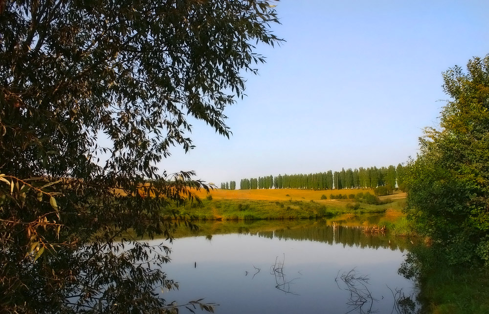 Маленький пруд с большими карпами