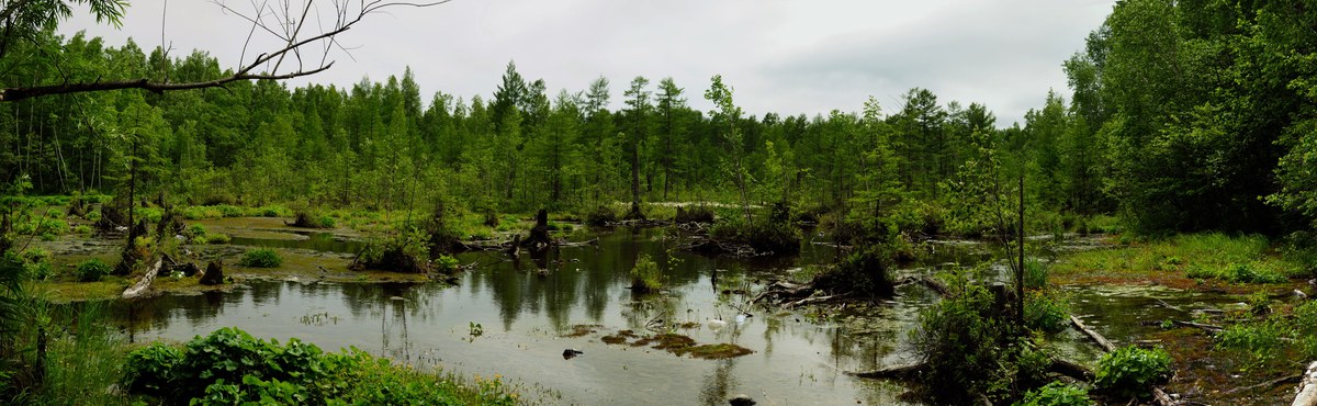 среднерусское болото