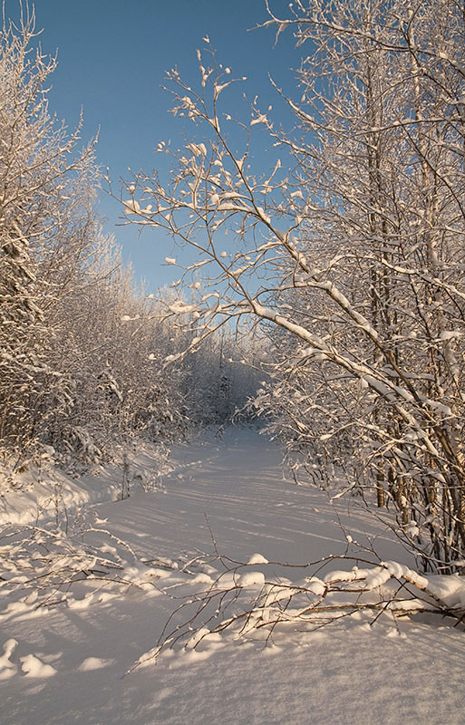 Заснеженность