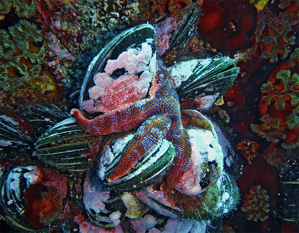 underwater party