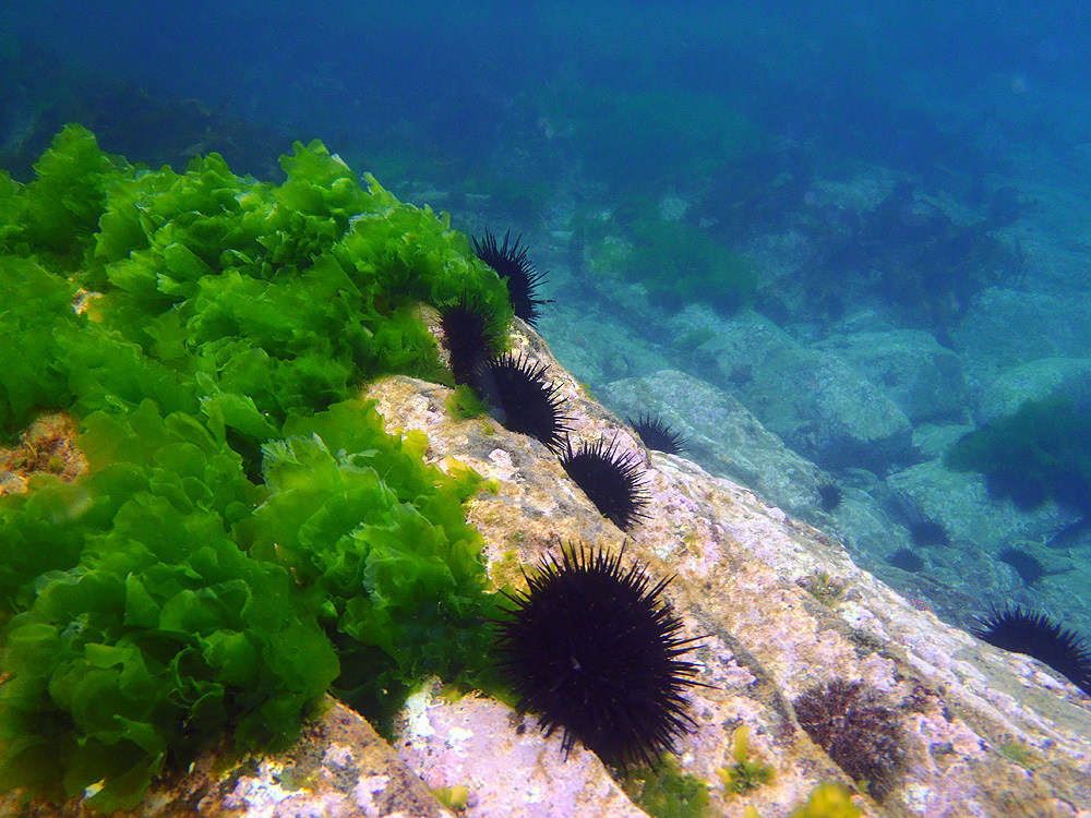 Холодное осеннее море