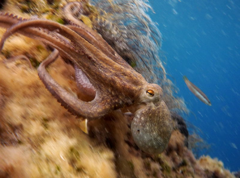 octopus