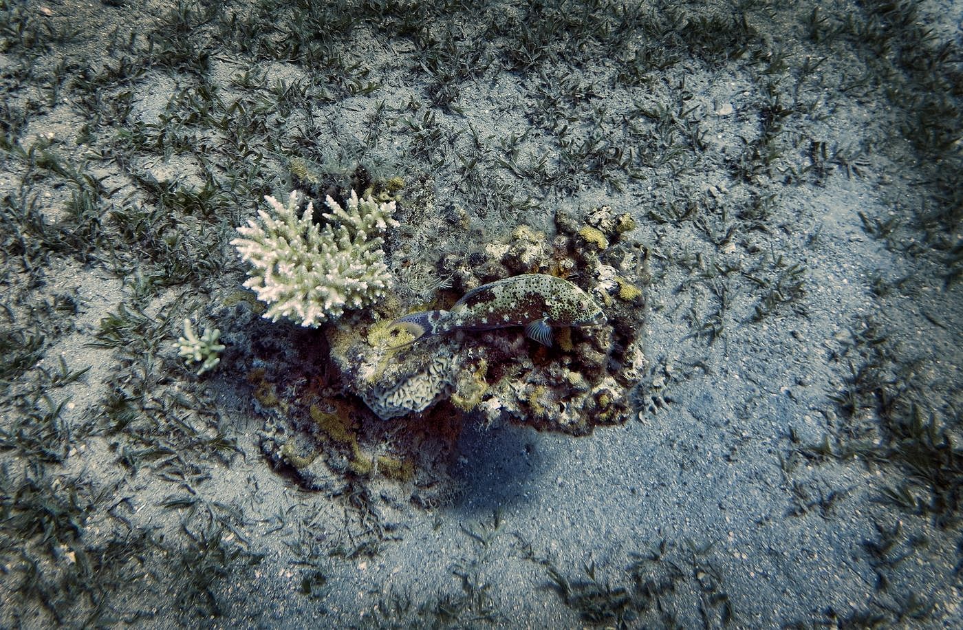 Хамелеоны коралловых рифов