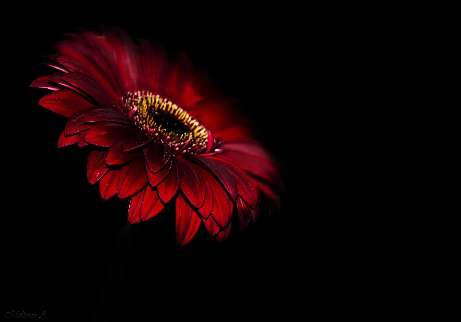 Gerbera