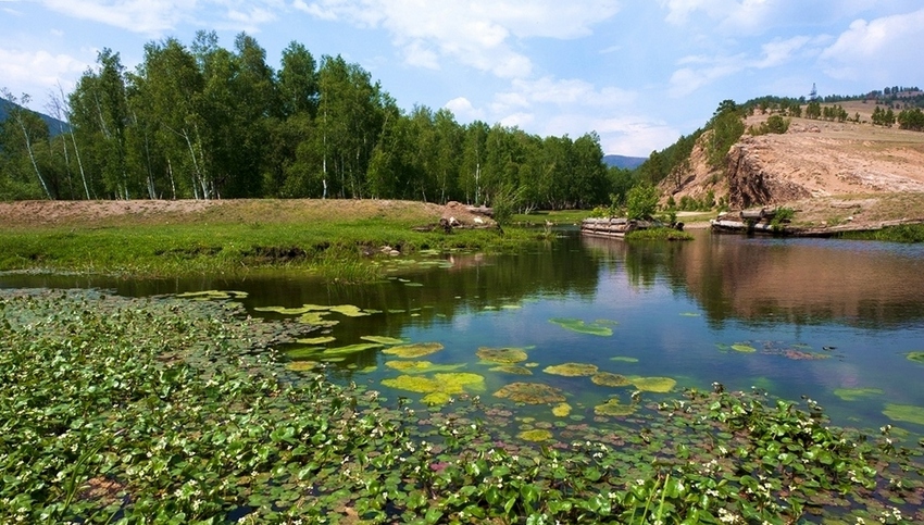 Лето на болотце...