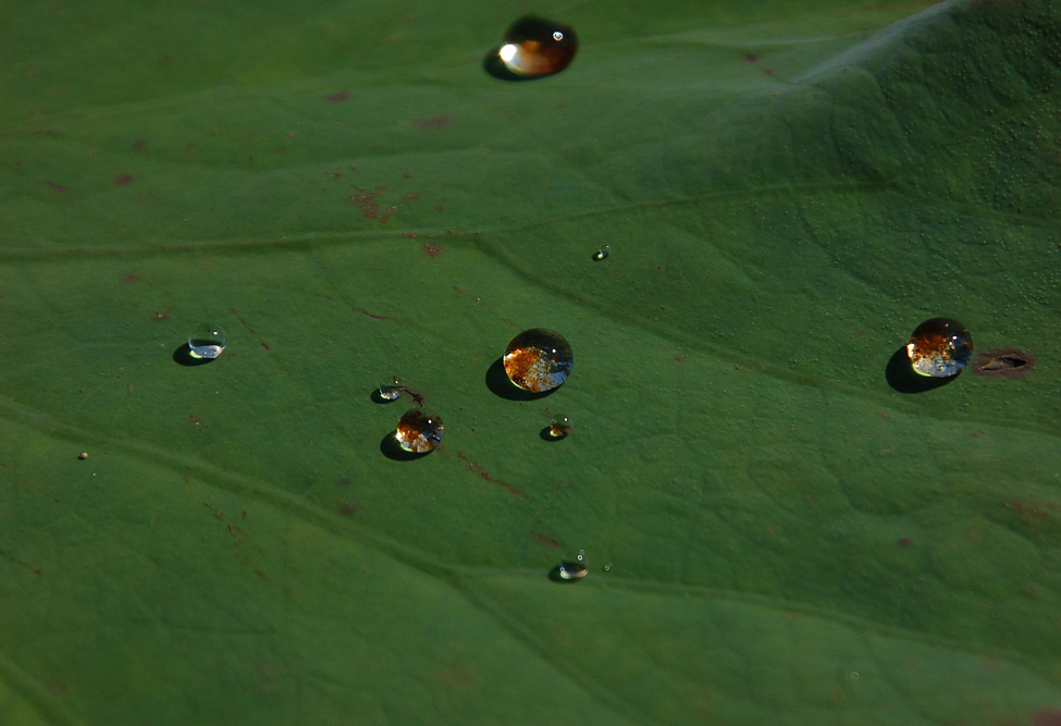 один день из жизни Nelumbo komarovii (3)