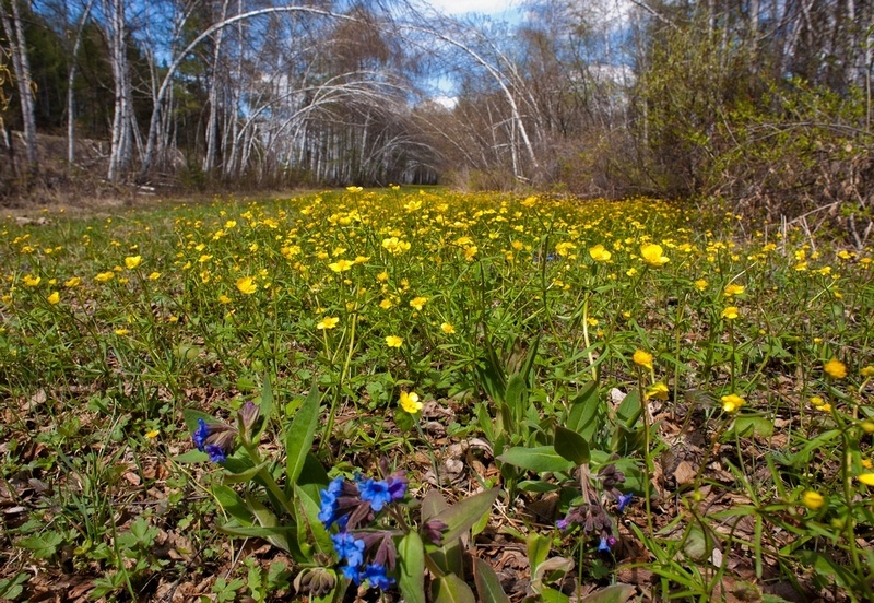 Весенний "ковёр".