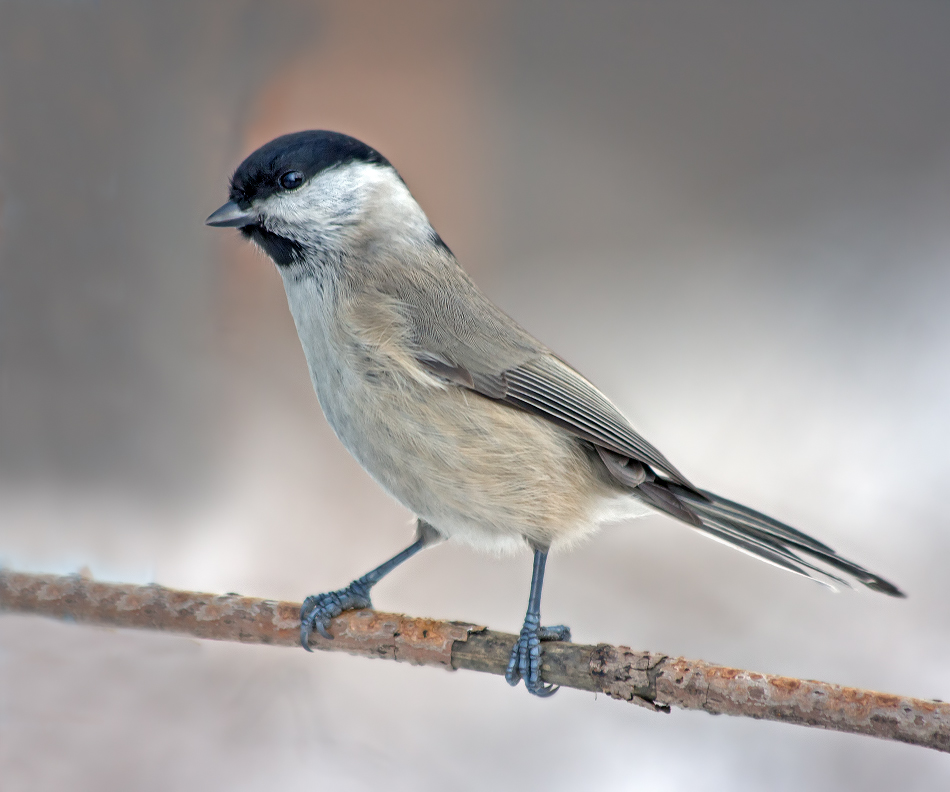 Синица гаичка Parus montanus 2