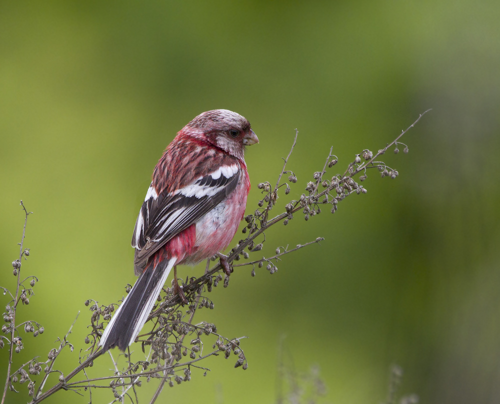 Uragus sibiricus