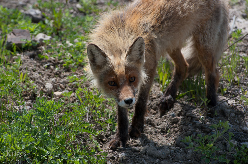 FireFOX