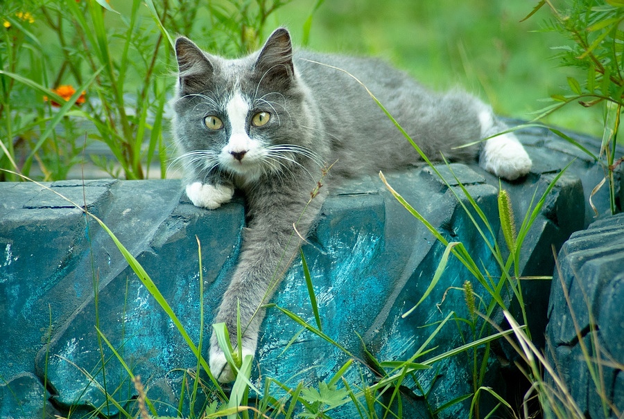 Кот Балдей :)