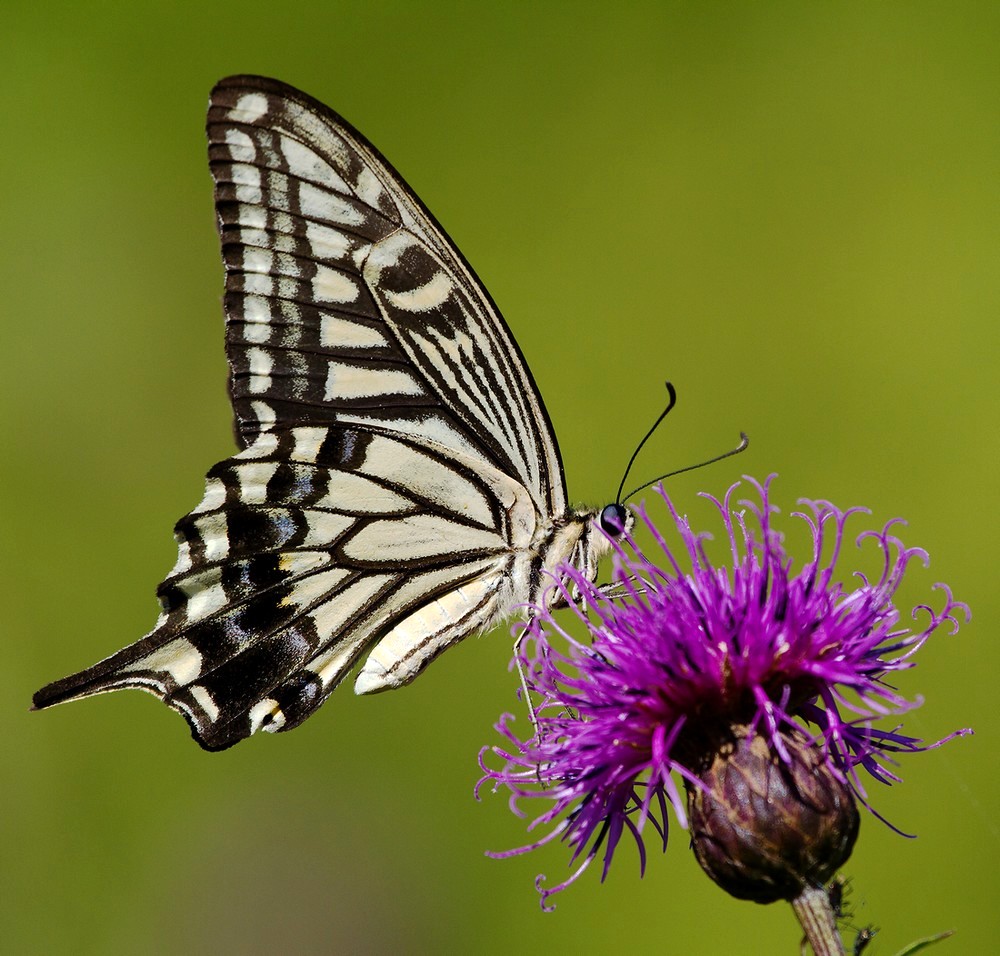 Название снимка: Papilio xuthus Раздел: Макро Северные Земли | Фотосайт Дальнего Востока и Сибири Фотосайт для ценителей и любителей художественной и профессиональной фотографии. Красивые фотографии, рейтинг, обсуждения. Загружайте свои фото, получайте комментарии и оценки.