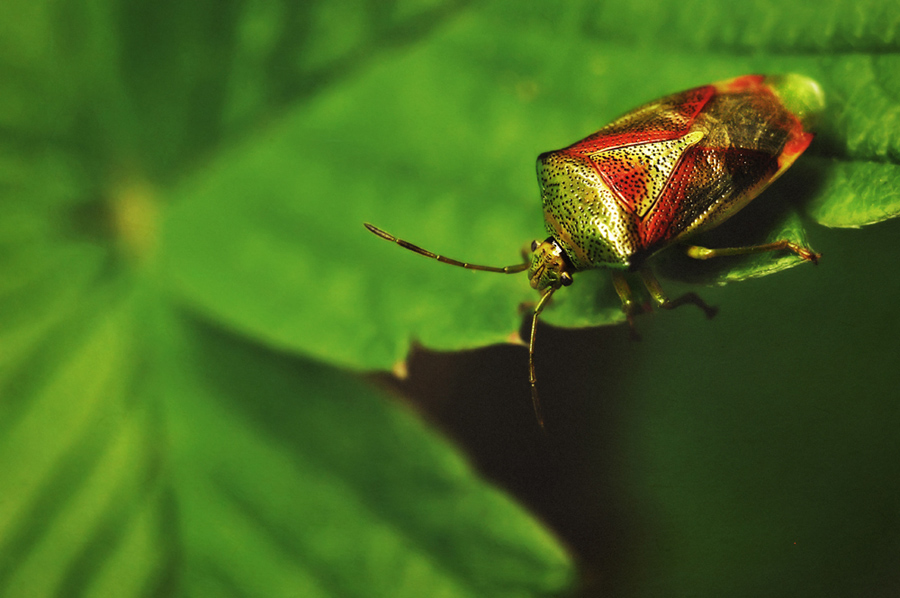 Heteroptera