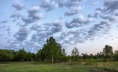 Белокрылые лошадки