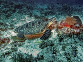 Черепаха и коралл