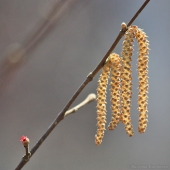 Цветет лещина маньчжурская