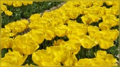 yellow tulip