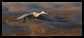 Sandhill Crane in Flight
