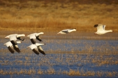 Белые гуси (Chen hyperborea)