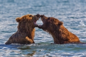 Медвежье сердце