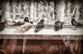Птицы у воды (2)