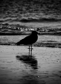 Одинокий птиц