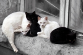Черно-белые кошки развалились на окошке:)