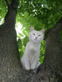 Древесная кошка