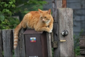 Рыжая деревенская кошка
