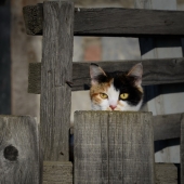 спряч за высоким забором... котенка