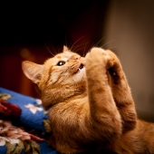 Молитва кошачьему богу еды :)