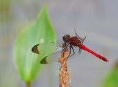 Red Fly Dragon