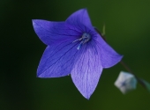 синий цветочек