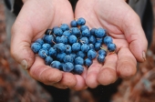 Blueberry Bogs Forever