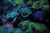 UW-coral