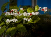 Clerodendrum