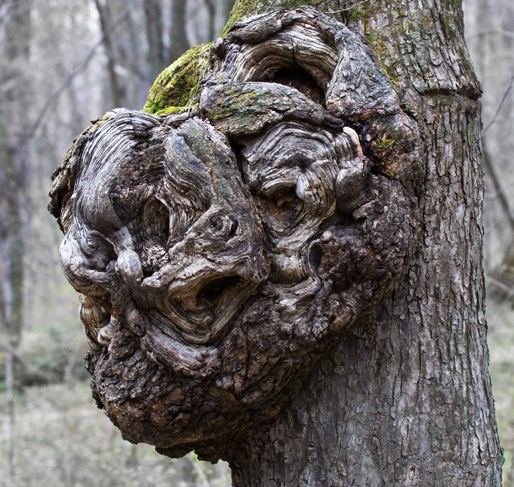 Название снимка: Леший Раздел: Природа Северные Земли | Фотосайт Дальнего Востока и Сибири Фотосайт для ценителей и любителей художественной и профессиональной фотографии. Красивые фотографии, рейтинг, обсуждения. Загружайте свои фото, получайте комментарии и оценки.