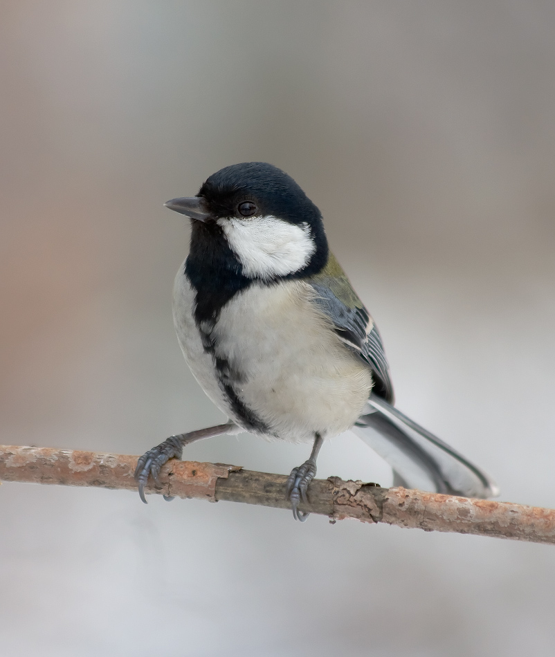 Название снимка: Малая синица Parus ater Раздел: Фотоохота Северные Земли | Фотосайт Дальнего Востока и Сибири Фотосайт для ценителей и любителей художественной и профессиональной фотографии. Красивые фотографии, рейтинг, обсуждения. Загружайте свои фото, получайте комментарии и оценки.